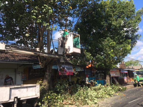 PEMANGKASAN POHON DI LINGKUNGAN KELURAHAN PENATIH